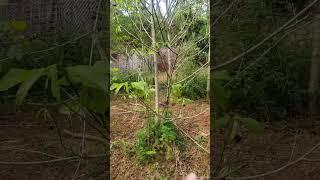 Enjoy the fruit of your labor #plants #shorts #homestead
