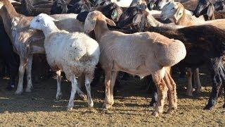 ООО Волгоград Эдильбай. Чем обусловлено многоплодие овец