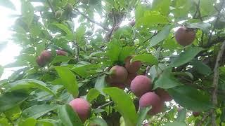 Satsuma Plum harvest 2019