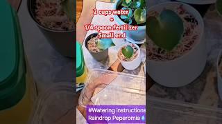 Perfect Fertilizer Ratio for Healthy Plants!  Propagation Tips & Raindrop Peperomia Care