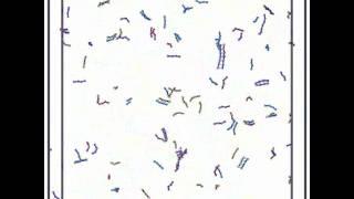 Simulation of non-enzymatic DNA replication chemistry