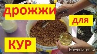 Куры не несутся ? //Дрожжевание Корма для кур / Период линьки у кур// Дрожжи для кур несушек