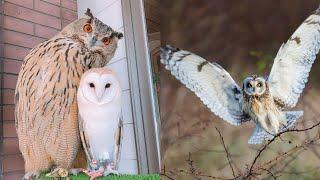 OWL BIRDS- Funny Owls And Cute Owls Videos Compilation (2021) #009 - Funny Pets Life