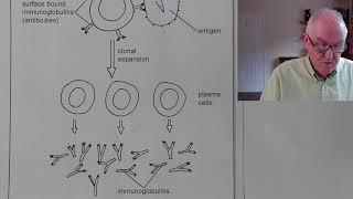 Coronavirus, Long term immunity more likely