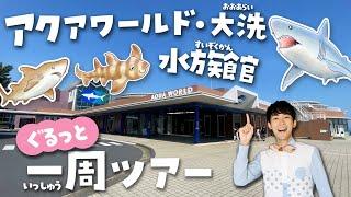 サメクイズで解説！アクアワールド茨城県大洗水族館が100倍楽しくなるツアー日本一のサメとマンボウの水族館を徹底紹介！shark aquarium