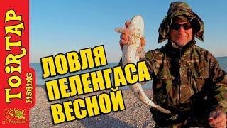 Ловля ПЕЛЕНГАСА с берега | Рыбалка на море весной | Где и как ловить! (Sea fishing on haarder)