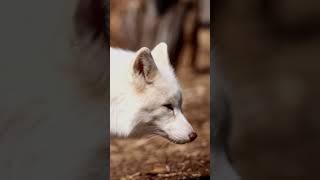 3 Amazing Arctic Fox Facts!