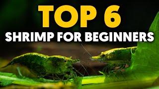 Dwarf Shrimp  Top 6 Easy-To-Keep Freshwater Shrimp For Beginners!