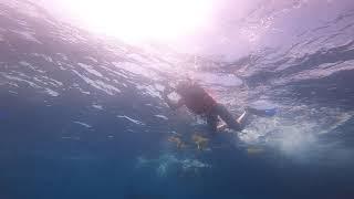 Whale shark. Mexico. Isla Mujeres / Китовые акулы в Мексике