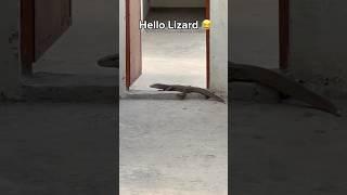 Big Lizard Spotted Village Diaries #BigLizard #VillageDiaries #VillageLife #WildlifeEncounter