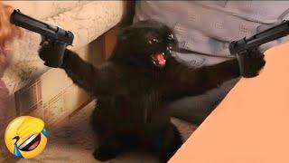 Funniest Cats  New Funny Cats Videos 2024  Ep. 1