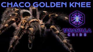 Chaco Golden Knee Tarantula (Grammostola pulchripes) Care Guide Video