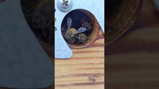 Security!) #beekeepers #beekeeping #beekeeper #bee #nature #animals