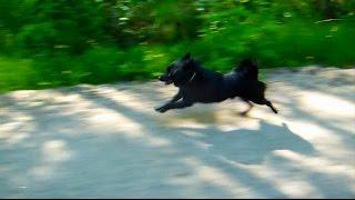 Jekku-schipperke pitää hauskaa.   Jekku Schipperke having fun