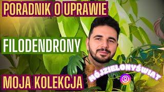 FILODENDRONY  Poradnik / Jak uprawiać / Moja kolekcja  #philodendron #roślinydoniczkowe