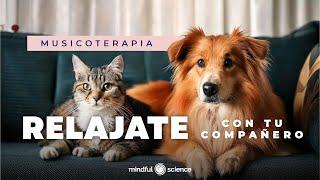 MUSICOTERAPIA para Mascotas | RELAJATE junto a tu compañero | Mindful Science