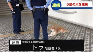 犬が逮捕されてツボるアナウンサー