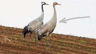 Jak wygląda młody żuraw? / What a young crane looks like?