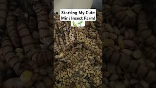 Starting My Cute Mini Insect Farm!  #InsectFarm #MiniFarm #SustainableLiving #BugLife