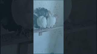 Миру мир #pigeon #birds #голуби #tauben #kabootar #бойголубей
