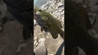 What’s your biggest Smallmouth mines 4 #fishing #juice