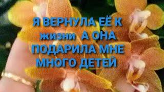 Вы должны это ВИДЕТЬ#Орхидея Многодетная дважды #РеАнимировалась и Такого я ещё не видела,а вы?