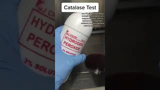 Catalase test | catalase positive test.  #shorts #shortsfeed #microbiology #microbiologyinsider