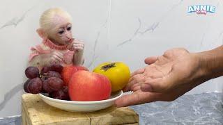 Baby monkey Annie helps dad prepare breakfast