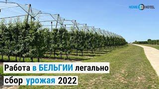 Работа в Бельгии по сбору урожая 2022