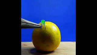 LED light lemon science experiment project / simple electronics science experiment #electronics