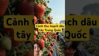 Thu hoạch dâu tây Trung Quốc