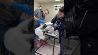 How to deal with angry cat and ferocious cat part 11