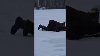 Коля решил не переплачивать #рыбалка #зимняяловлярыбы