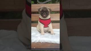 Мопс Хелавис Филемон️ Pug puppy Helavis Philemon️ #dog #puppy #pug #мопс #мопсик #щенкимопса #pet