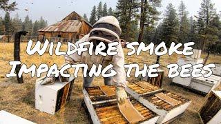 Wildfires and Smoke in California - Is It Impacting the Well-Being of Your Honeybees?