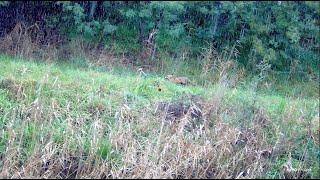 Driven Fox Hunt with Beretta Silver Pigeon 12G with Jagd Terriers Victoria 14/07/2024