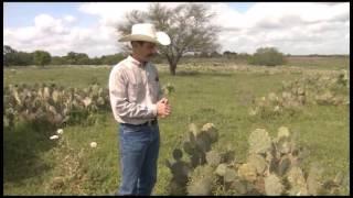 Controlling Prickly Pear