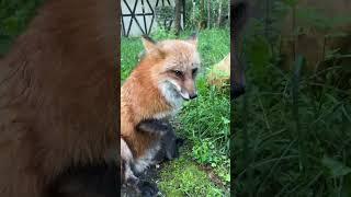 Хвостолиана - приключение лисы Алисы #животные #лисяо #fox #лиса #animals #лето