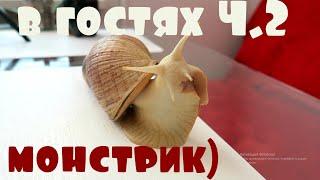 В ГОСТЯХ У JessLife-Pets Ч.2 / ПЕРЕЕЗД УЛИТОК