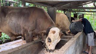 3 SAPI MONSTER TERSEMBUNYI  DI KANDANG TRADISIONAL 