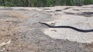 O maior predador da cobra cascavel documentario rei das serpentes