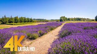 Soothing Views of Jardin Du Soleil Lavender Farm, Sequim, WA - 4K Relax Video with Nature Sounds