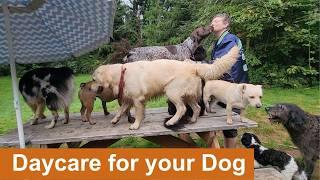 Daycare for your dog   Keep your dog busy while you are away or entertained while you cuddle