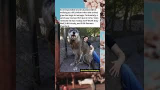 Abandoned Wolfdog's Shocking Genetic Test Results Reveal True Identity