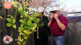 Vasilis Garden S3E24