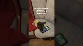 котёнок смотрит Лололошку #shortsvideo #лололошка #лолошка #мем #lololowka