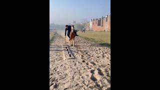 Nazabazi with Mubashar Tiwana#beautifulhorses #horse #pakistan#punjab #youtube#youtubeshorts