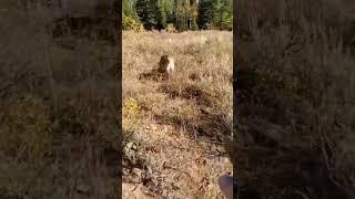 Scary Mountain Lion Encounter :  Jared Erickson and bambam0069 (IG)
