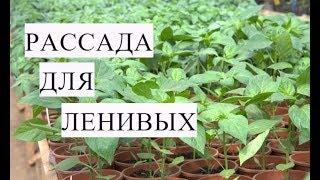 РАССАДА ДЛЯ ЛЕНИВЫХ. Выращивание ПЕРЦА БЕЗ ПИКИРОВКИ.