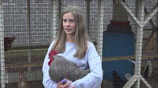 Raising chickens getting quite popular in the area